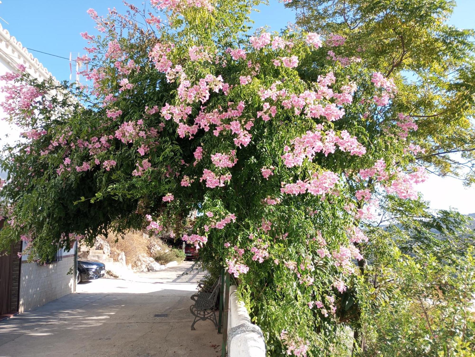 Carratraca Sweet Water Caminito Del Rey Bed & Breakfast エクステリア 写真